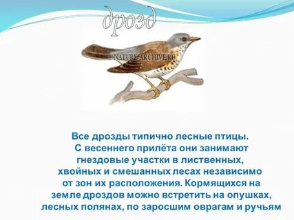 Текст лесные птицы