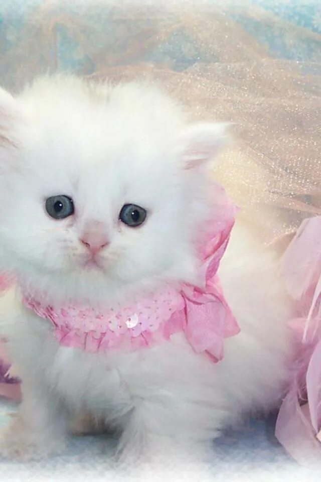 Фото розового котика. Розовый котенок. Котята с розовым носиком. Котики белые розовые. Красивые розовые котики