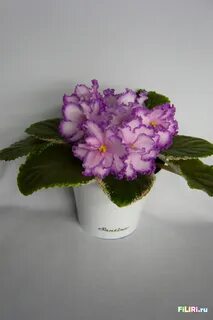 Фиалки гламурная дева