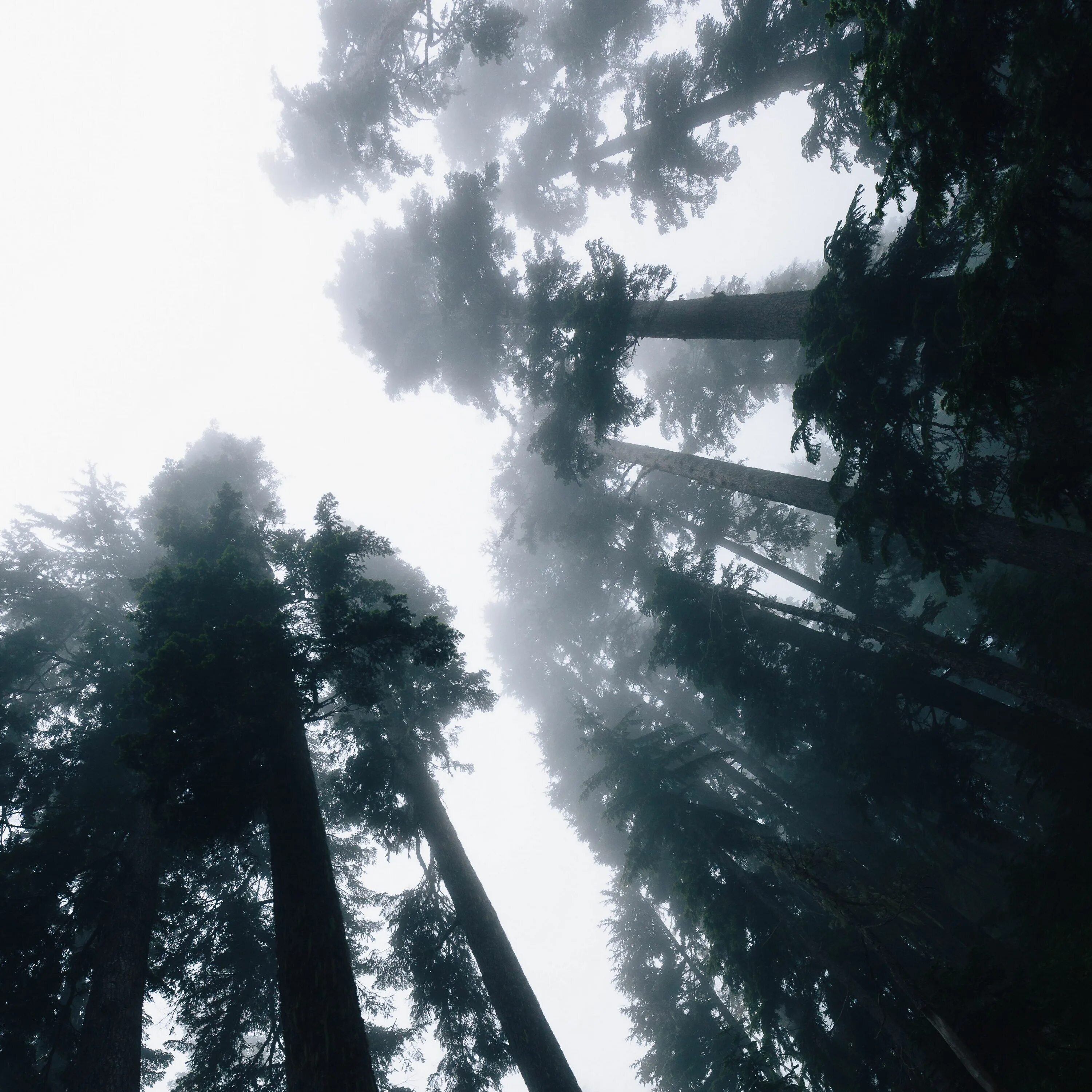 Лес снизу. Лес верхушки деревьев. Лес вид снизу. Дерево снизу вверх. Туманное небо вид снизу.