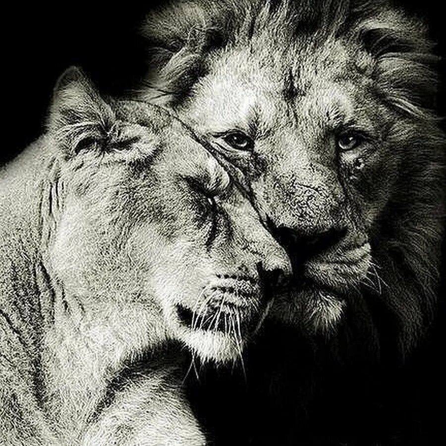 Спокойствие льва. Предать льва. Предательство лев. Предать льва. Лев и львица черно белое.