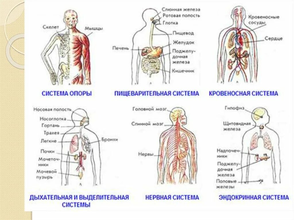 Системы органов человека состав и функции. Система органов и их роль в организме человека. Строение основных систем органов человека. Строение организма человека: органы, системы органов, организм.. Перечислите основные системы органов и их функции.