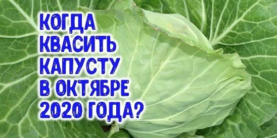 Октябрь капуста. Когда квасить капусту в октябре. Квасить капусту в октябре 2020. Когда квасить капусту в октябре 2020 году по лунному календарю. Когда крошить капусту в октябре на зиму.