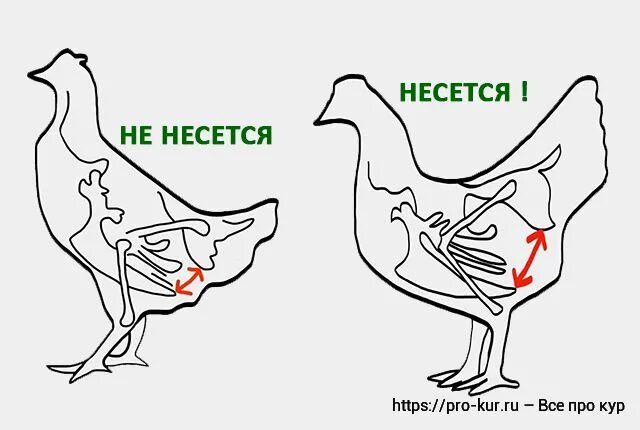 Как найти курицу. Лонные кости у курицы несушки. Лонные кости у кур несушек. Лонная кость у курицы. Несущая курица.