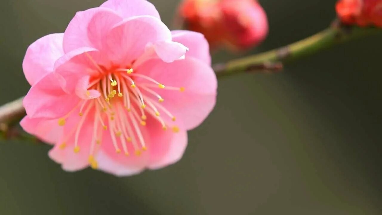 Японский абрикос цветение. Черри блоссом цветок. Сакура слива персик. Японская слива цветение. Цвет розовая сакура