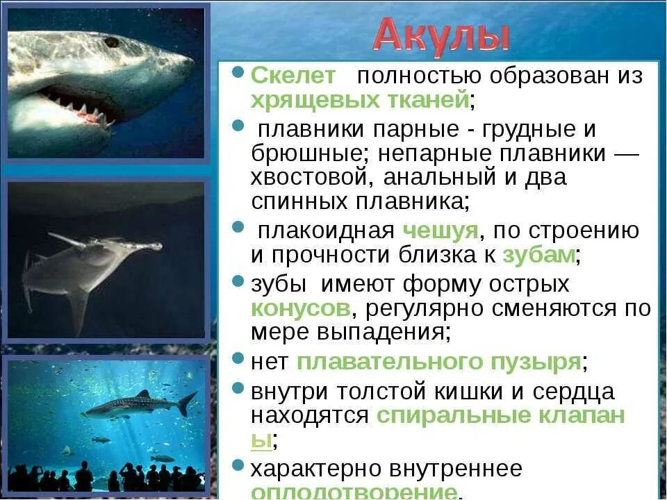 Какие рыбы относятся к классу хрящевых