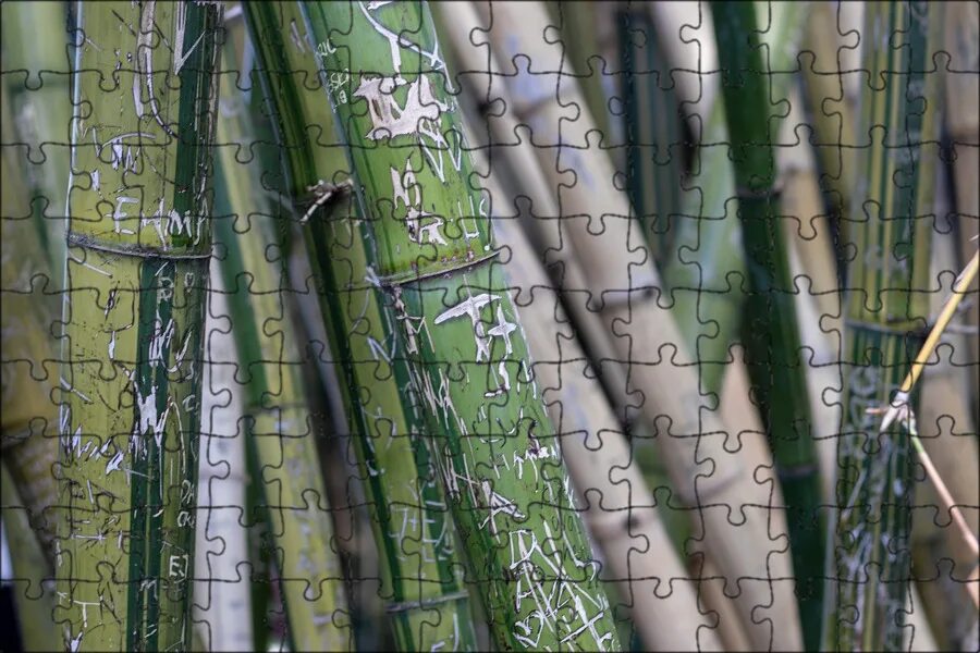 Бамбук широшима. Бамбук листоколосник. Монастырский бамбук. Бамбук. Бамбук 7.