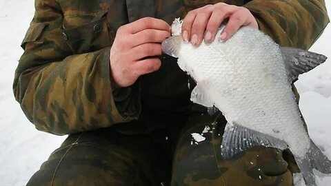 Рыболовное сообщество барнаул