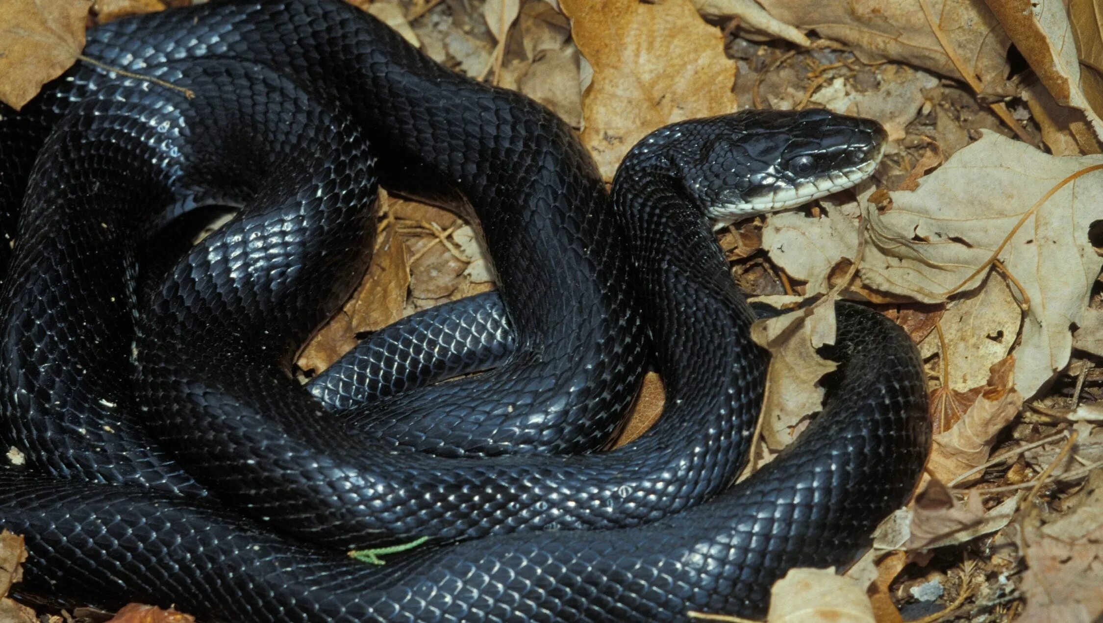 Черный змей что означает. Черный полоз змея. Змея гадюка маленькая черная. Черный Техасский полоз. Маленькая черная змейка гадюка.