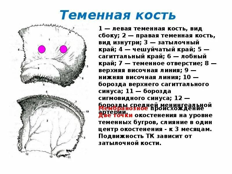 Теменная кость является костью. Кости черепа теменная кость анатомия. Левая теменная кость черепа. Строение теменной кости черепа человека. Теменная кость анатомия строение.