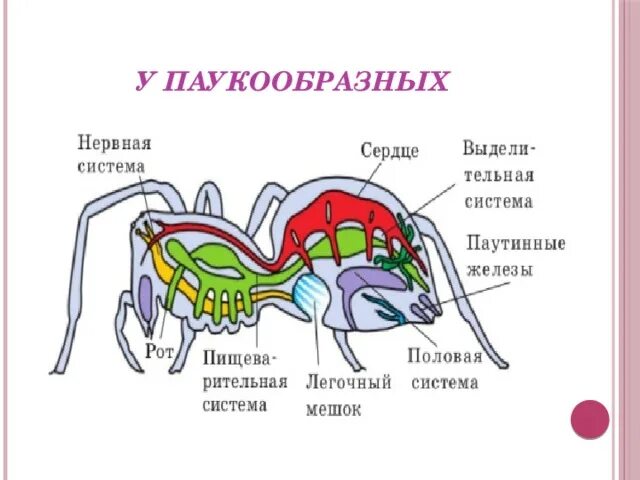 Пищеварительная система паукообразных 7 класс. Строение пищеварительной системы паукообразных. пищевар система паукообразных. строение пищеварения паука. пищеварительная и выделительная система паукообразных.