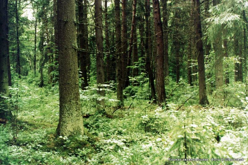 Растительное сообщество парк. Ельники зеленомошники. Ельник зеленомошник. Ельник Кисличник. Ельник зеленомошник биогеоценоз.