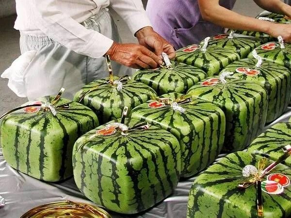 Как пользоваться арбузами. Как пользоваться арбузами