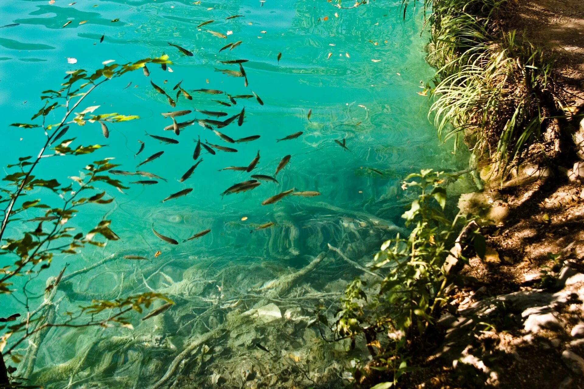 Зостера водоросли Каспийского моря. Водоросли диатомеи Телецкого озера. Речное дно. Подводный мир озера. Рыбы пресноводных водоемов