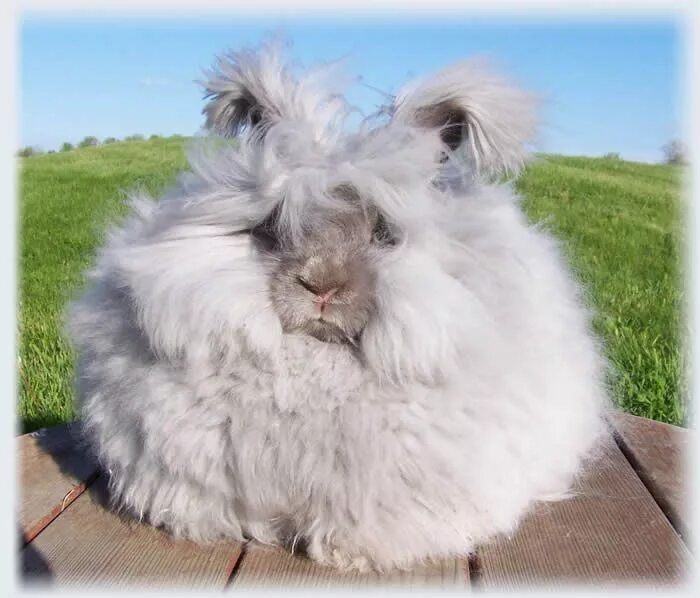 Кролик ангорский пуховой длинношерстный. Французский ангорский кролик. Ушастый ангорский кролик. Кролик ангорский (Дамский).