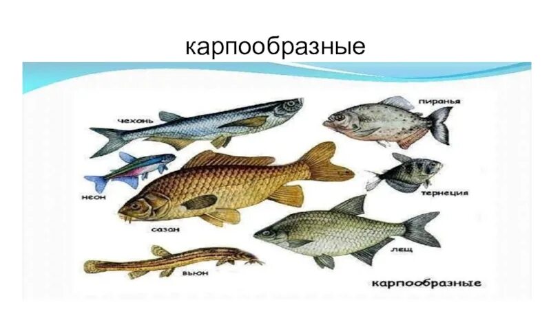 Отряд карпообразные рыбы. Карпообразные рыбы представители. Карпообразные представители. Отряд карпообразные семейство карповые. Карпообразные представители.