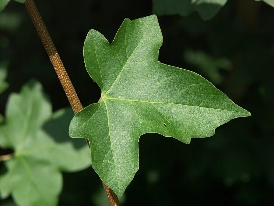 Клен явор. Белый клён 4 буквы. Клен полевой elsrijk. Клен 4 букв. Клен остролистный ácer platanoídes.