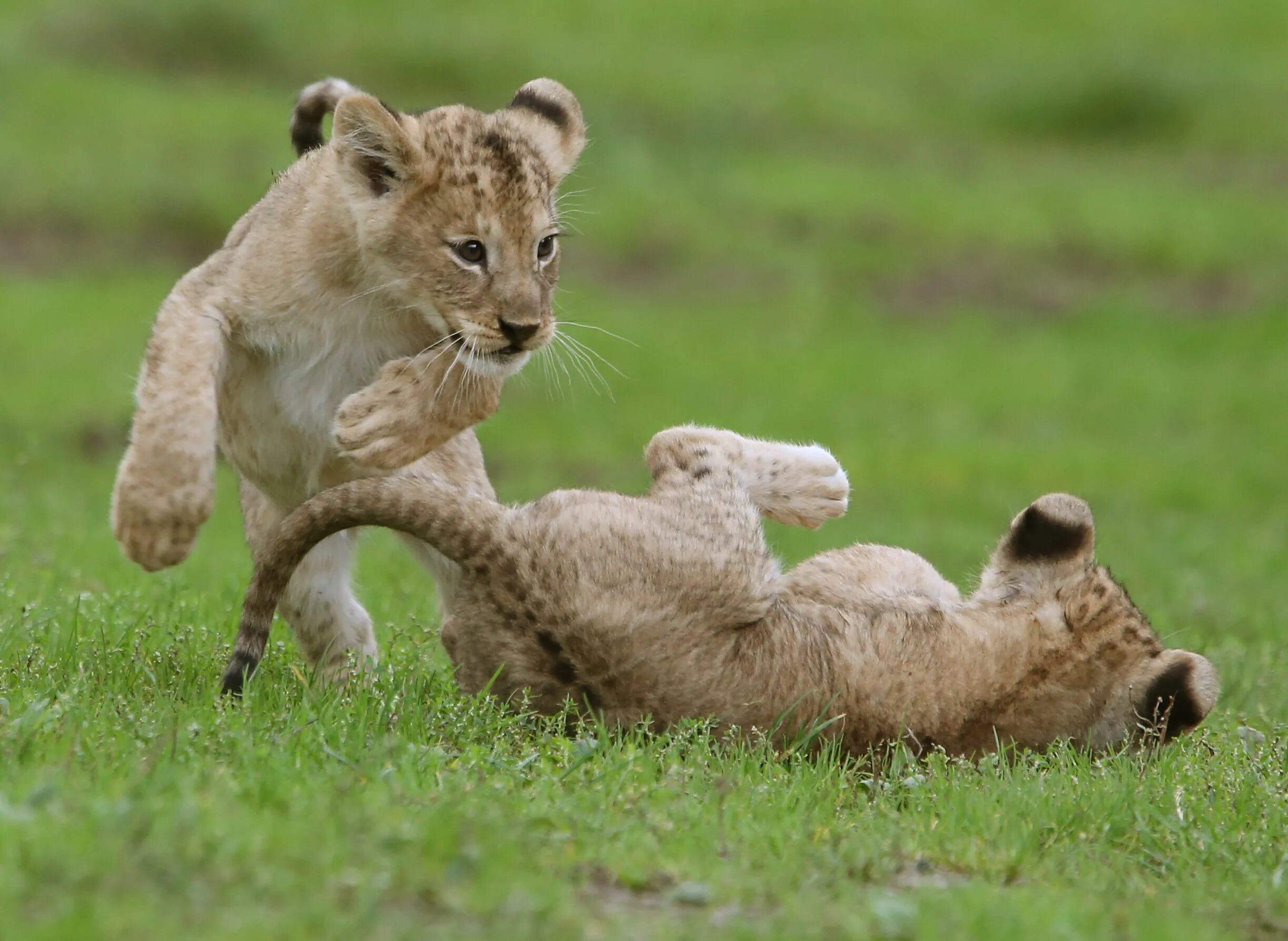 Игровое поведение млекопитающих. Детеныши животных. Львята играются. Львенок играющий. Животные играют.