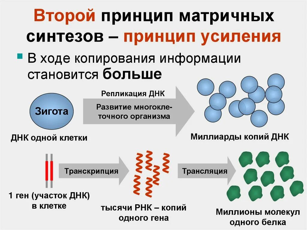 В результате реакций матричного синтеза синтезируются молекулы. Принцип матричного синтеза. Матричный принцип биология. Матричный Синтез ДНК. Матричные процессы биология.