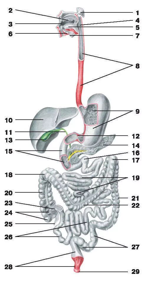Печень 10 9 9. Система пищеварения анатомия. Схема строения пищеварительной системы. Пищеварительная система схема анатомия. Анатомическое строение пищеварительной системы человека.
