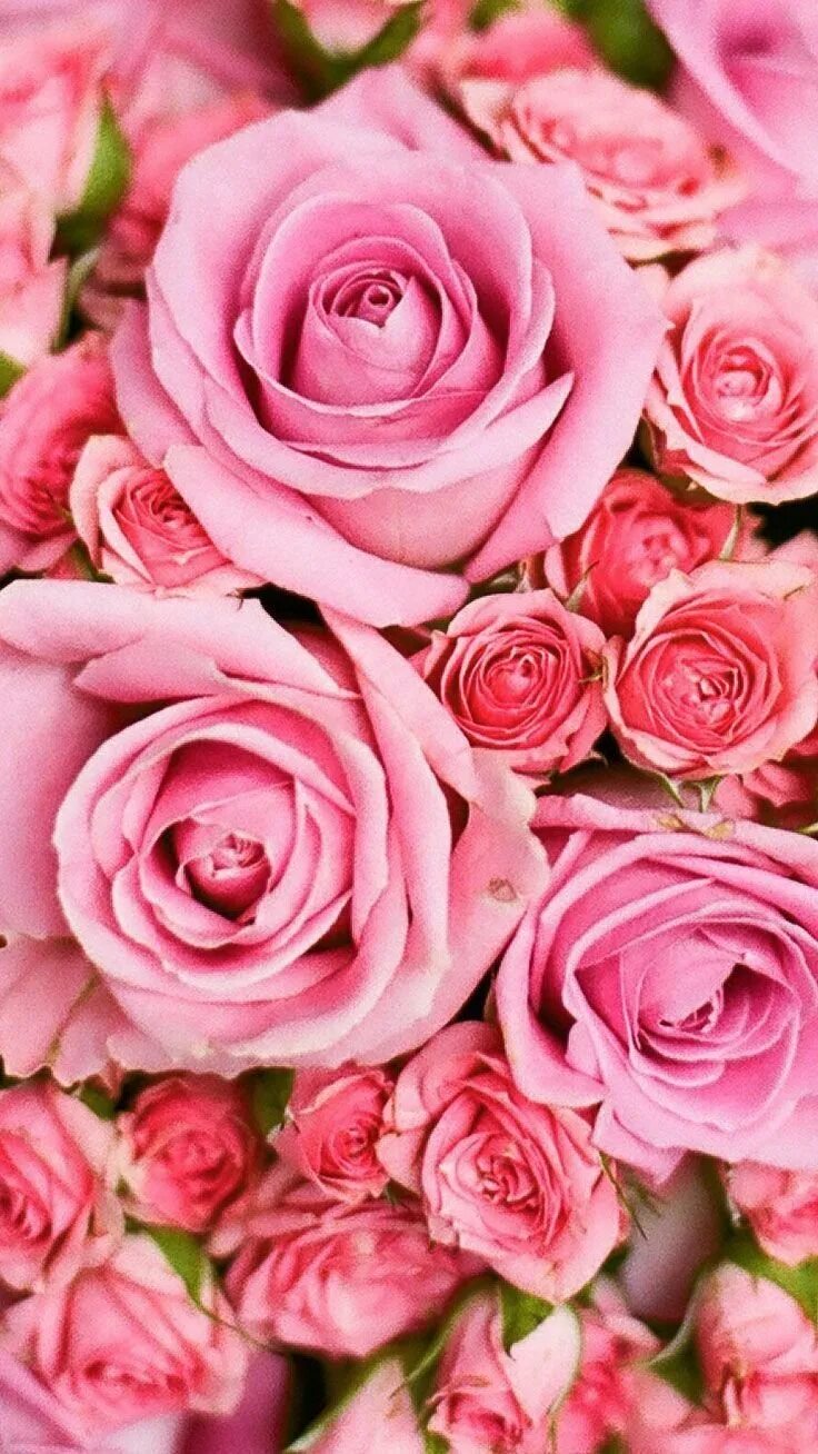 Картинки розе на заставку телефона. Розовые цветы. Розовый цвет. Красивые розы.