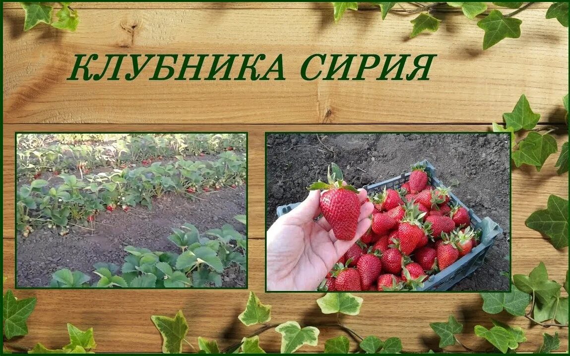 Клубника Сирия рассада купить в Жуковском, цена 80 руб., продано 5 мая 2020