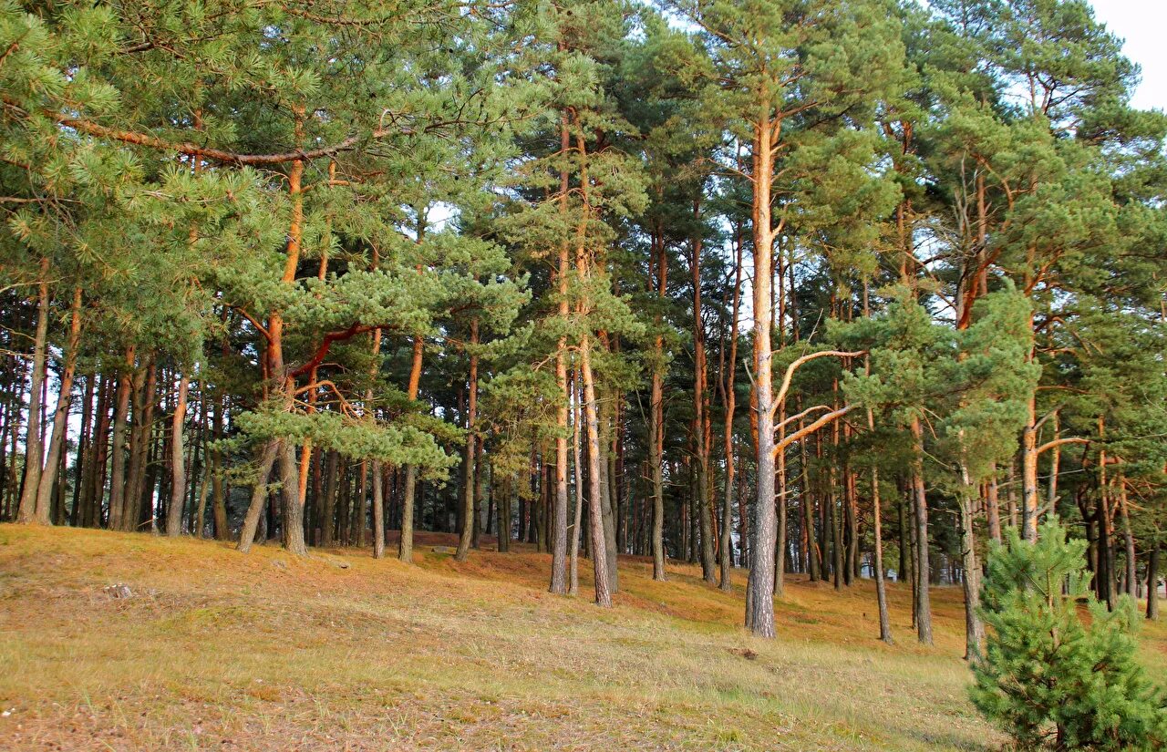 Карельская тайга сосновый бор. Парк в царицыно парк сосенки. Сосновый бор лес ростовская область. Пустой лес. Сосновый лес великий новгород.