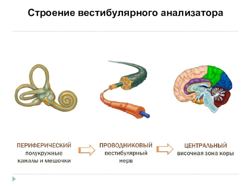 К вестибулярному аппарату относится. Схема периферического отдела вестибулярного анализатора. Корковые вестибулярного анализатора. Функции отделов вестибулярного анализатора. Схема строения вестибулярного анализатора.