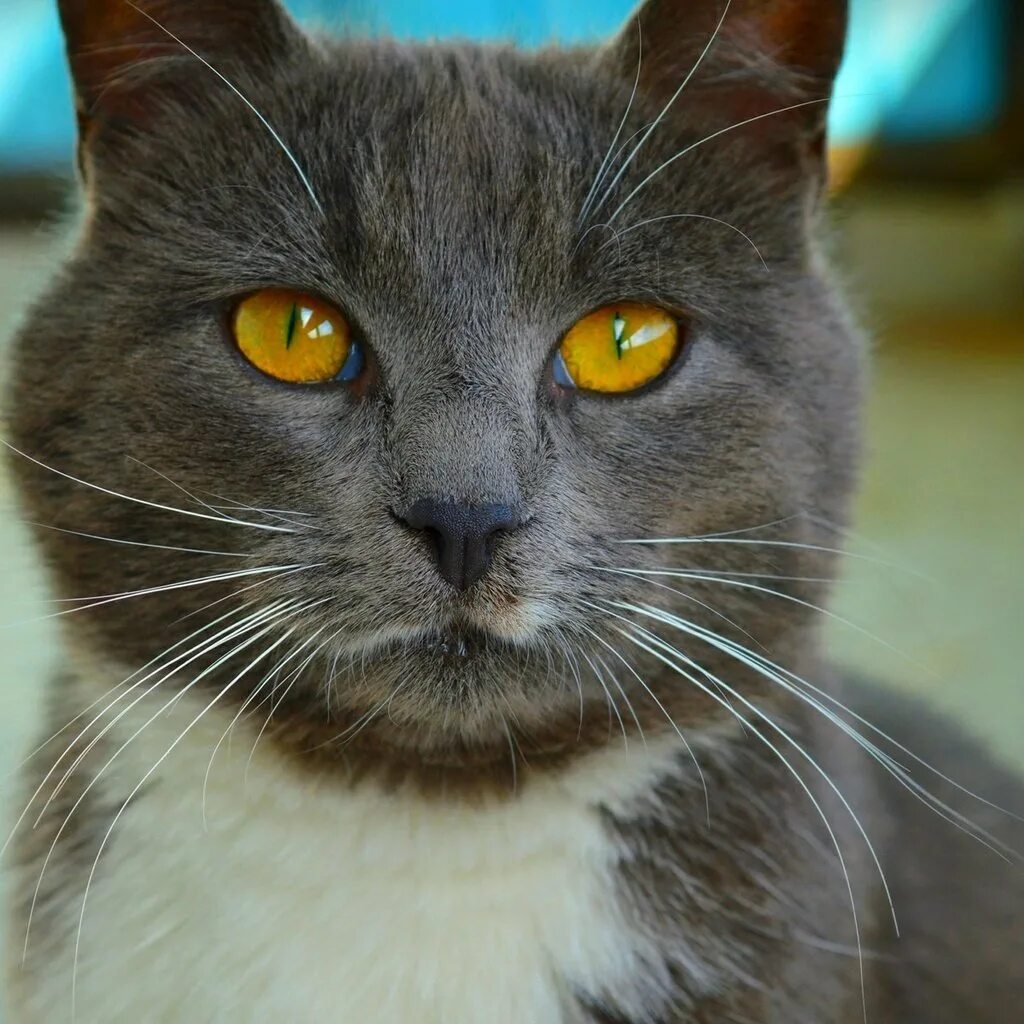 Желтыми как кошачьи глаза какое средство. Кошка с желтыми глазами. Глаза кошки. Янтарные глаза у кошки. Кошачий глаз.