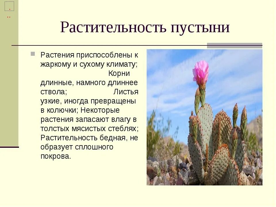 Как приспосабливаются растения к климатическим условиям. Растения пустыни. Растения которые приспособились. Приспособления растений пустыни. Как растения приспособились к жизни в пустыне.