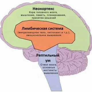 Системы памяти в мозге