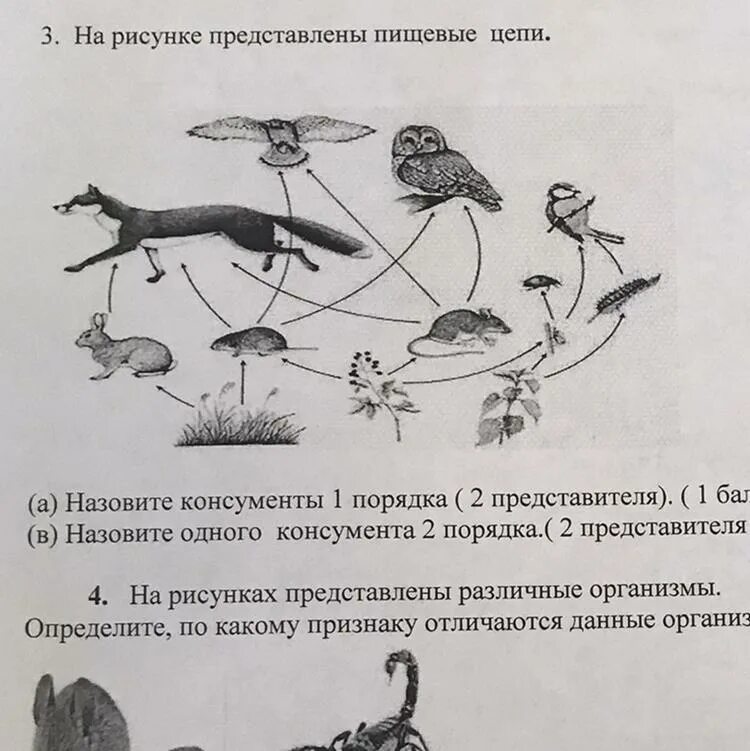 Изображенный на рисунке является
