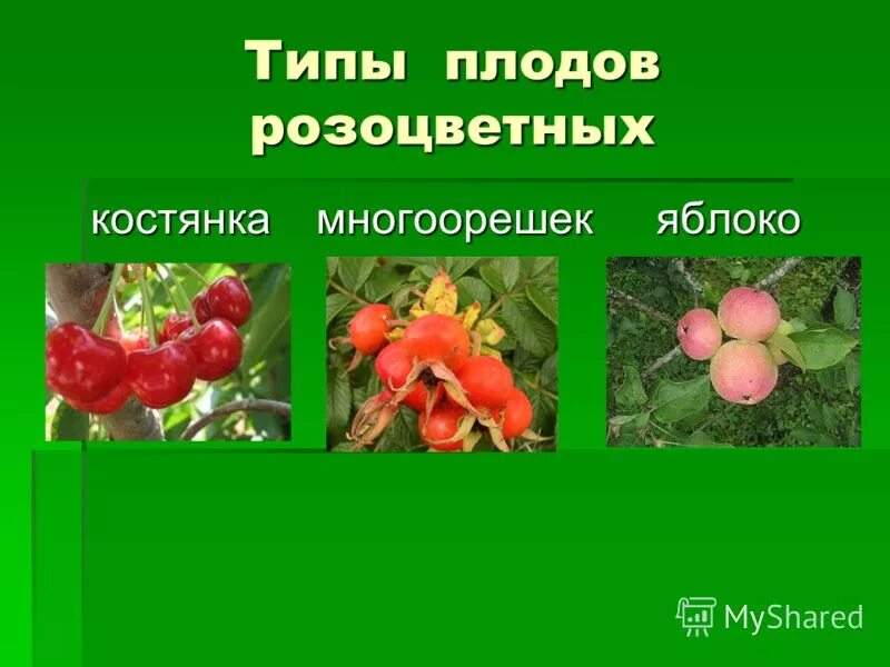 розоцветные плод многокостянка. семейство розовоцветные 5 семейств. выберите плод розоцветных. семейство розоцветные плод костянка. тип плода розоцветных растений.