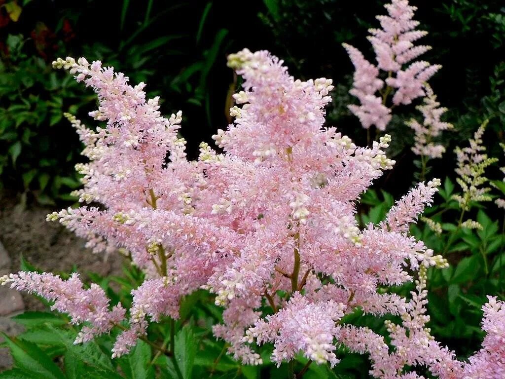 Астильба виды сорта. Астильба тунберга betsy cuperus,. астильба распберри. астильба систер тереза. астильба глоу.