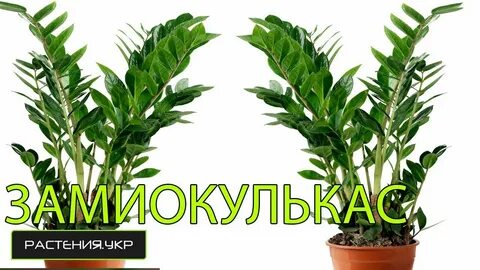 Plant mp3