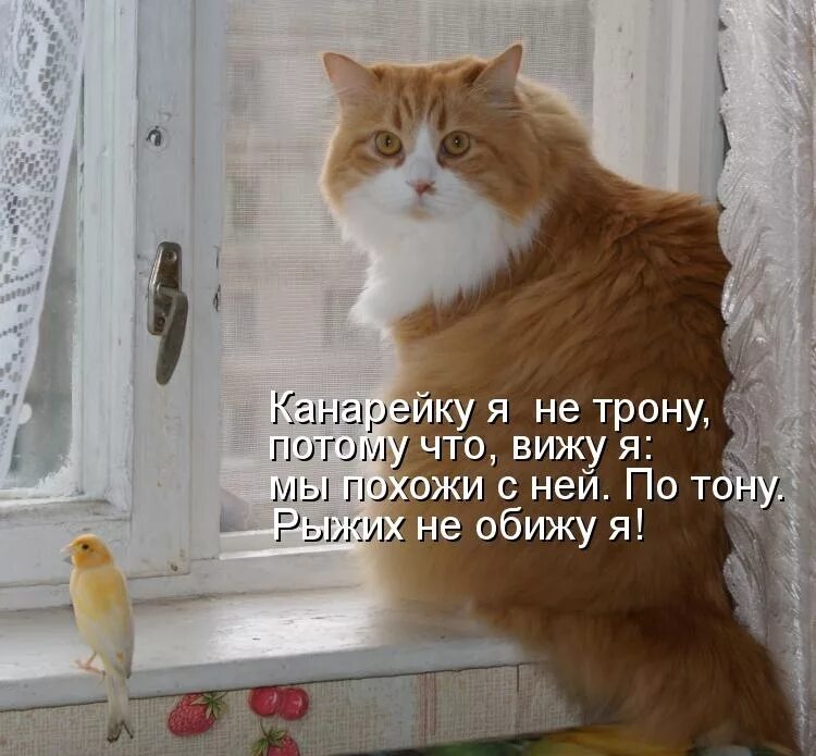 Ни о чем не говорящая. О котах с юмором. Рыжий кот шутка. Рыжий кот юмор. Лучший юмор про кота.