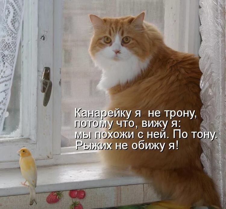 Рыжий кот обиделся. Рыжий кот шутка. Рыжий кот юмор. Лучший юмор про кота.