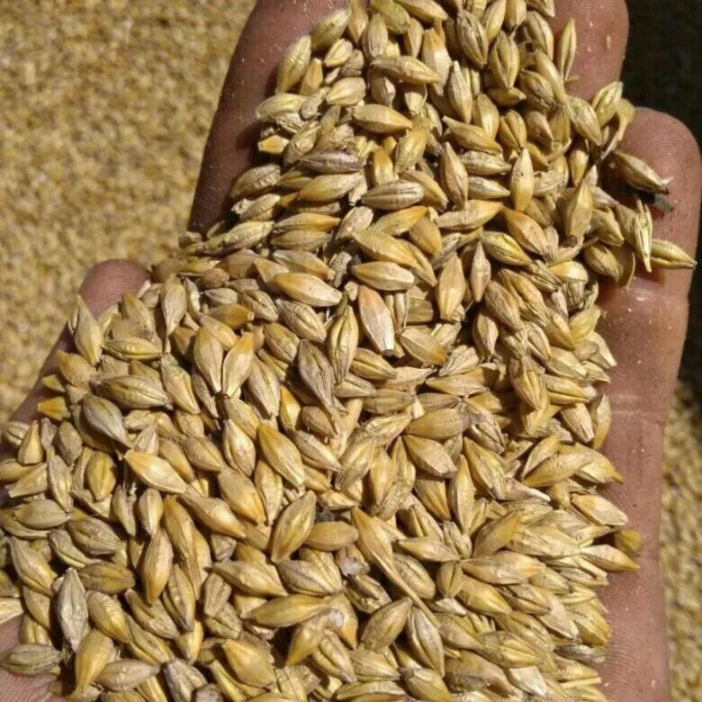 ячмень яровой зернофуражный. ячмень тонна. овес зерно. где купить зерно пшеницы в розницу для корма животного. овес фуражный.
