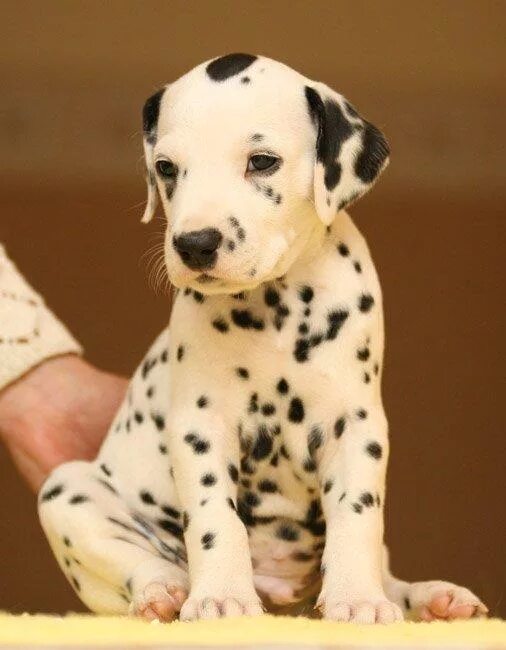 Стародатский пойнтер. Черные пятна на белом. Далматинец щенок. Далматин гетерохромия. Собака далматинец чёрная.