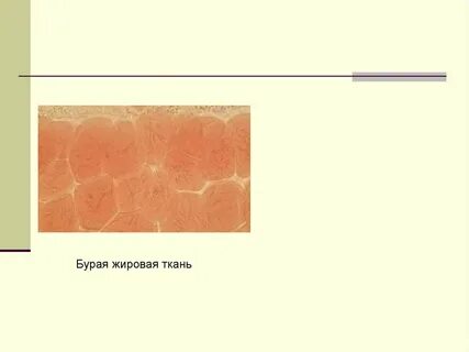 Жировая ткань это
