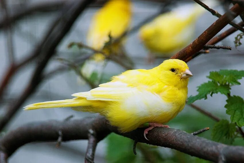 Canary перевод. Жёлтый кенар птица. Канарейка кенар. Желтобрюхий канареечный вьюрок. Желтенькая канарейка.