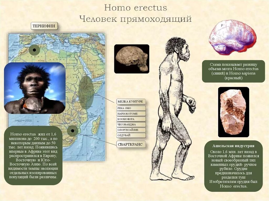Особенности строения человека прямоходящего