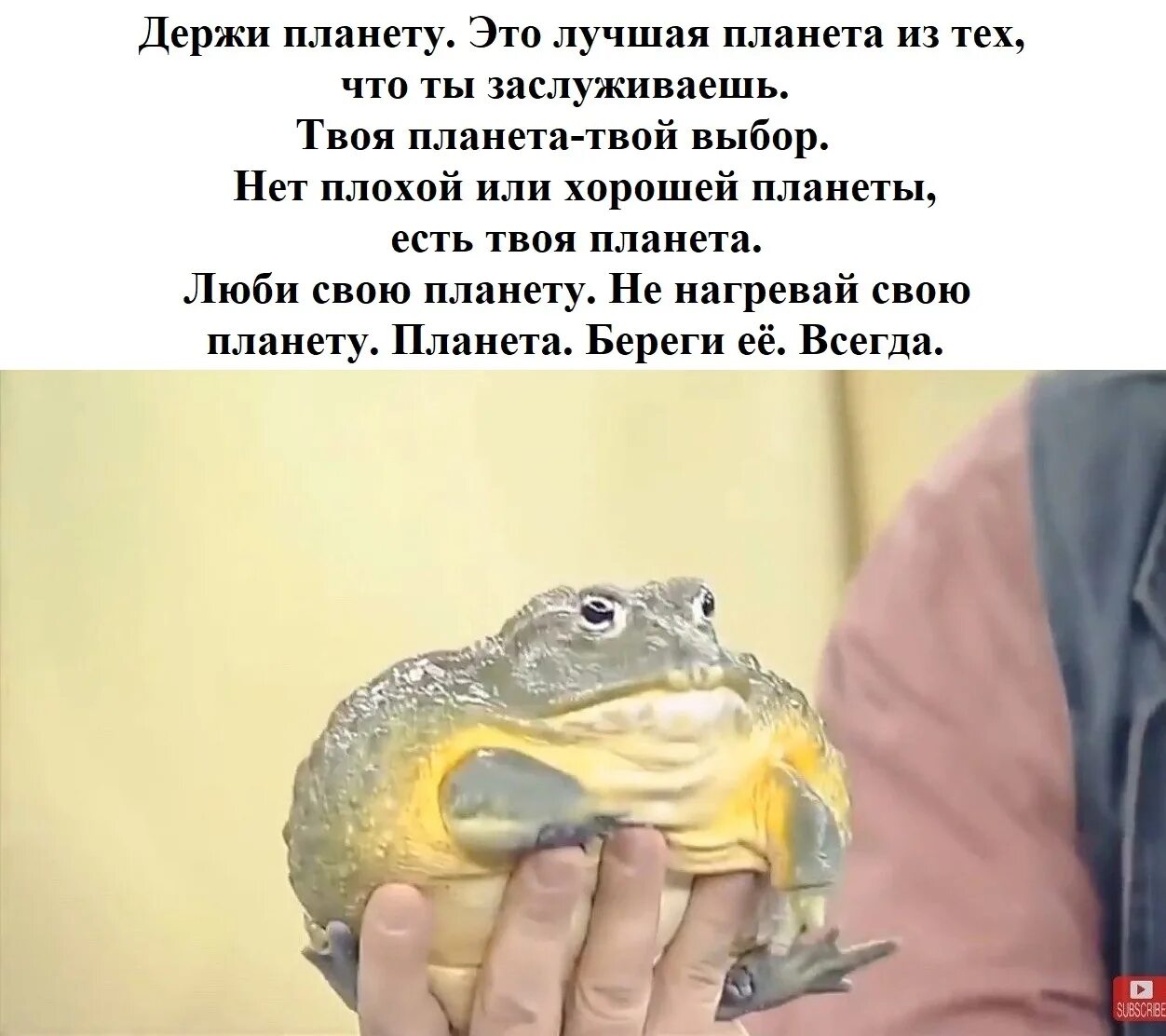 Душу жабу картинка. Держи жабу. Держу жабу. Мемы с жабами. Держи жабу Мем.