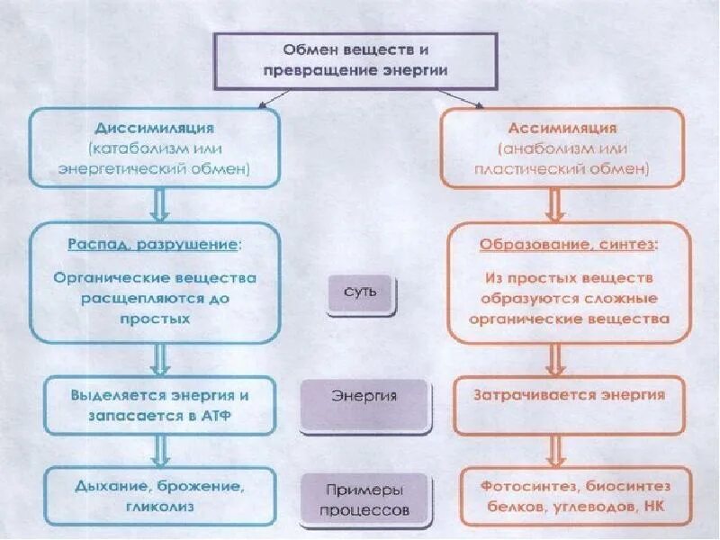 Пример процесса ассимиляции в организме человека. Схема метаболизм ассимиляция и диссимиляция. Метаболизм схема ассимиляция. Обмен веществ ассимиляция и диссимиляция схема. Таблица процессы обмена веществ ассимиляция и диссимиляция.