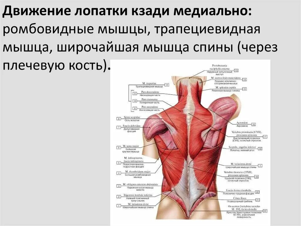 Трапециевидная функция. Трапециевидная мышца место прикрепления спереди. Трапециевидная мышца спины анатомия функции. Мышцы лопатки.