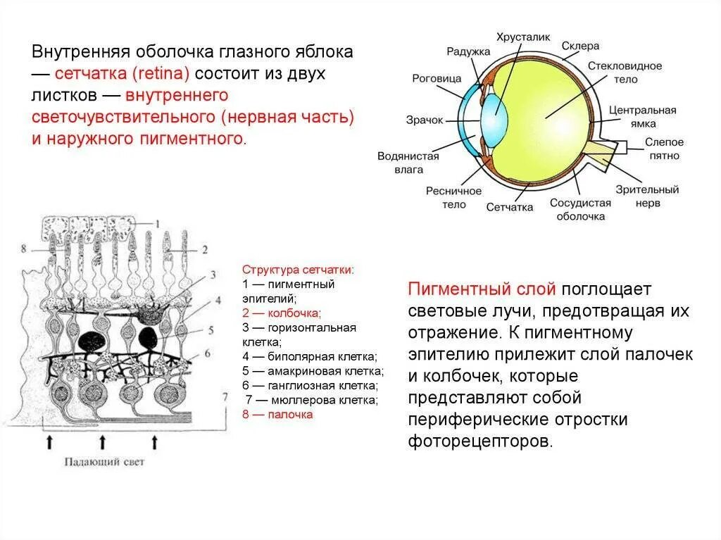 Фокусировка лучей света на внутренней поверхности глазного. Строение сетчатой оболочки глазного яблока. Строение фоторецепторов сетчатки глаза. Структура сетчатки глазного яблока. Зрительный анализатор палочки и колбочки.