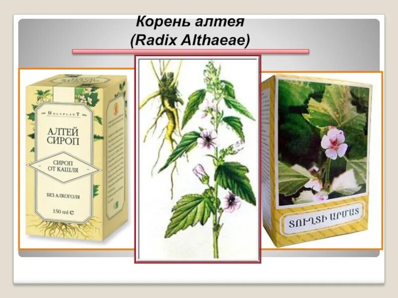 Althaeae Radices – Алтея корни. Алтей лекарственный лекарственное сырье. Трава Алтея лекарственного сырье. Алтей лекарственный корневище.