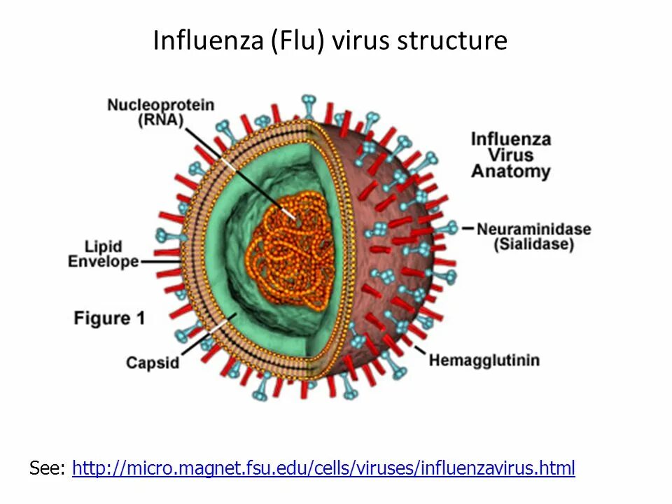 Вирус гриппа одноклеточный. Строение вируса гриппа. Морфология вируса гриппа. Вирус influenza. Схематическая структура вируса гриппа.
