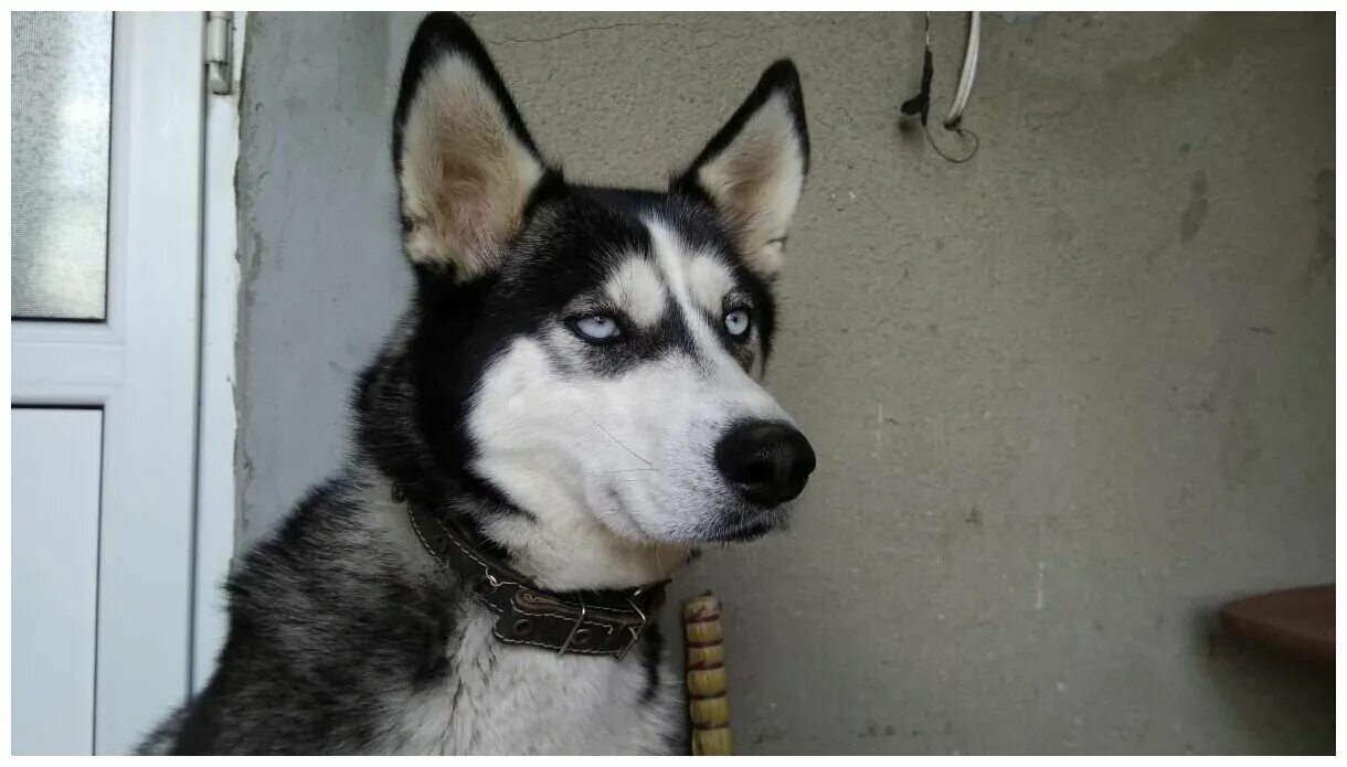 Хаски алиса. Сувенир хаски. Алиса хаску. Игрушка хаски большая реалистичная. Хаски собака воющий.