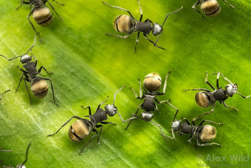 Ant видео
